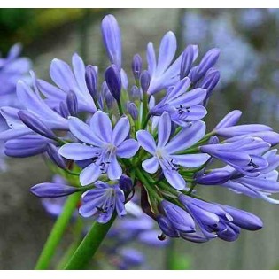 Agapanthus Umbellatus (Agapanthe)