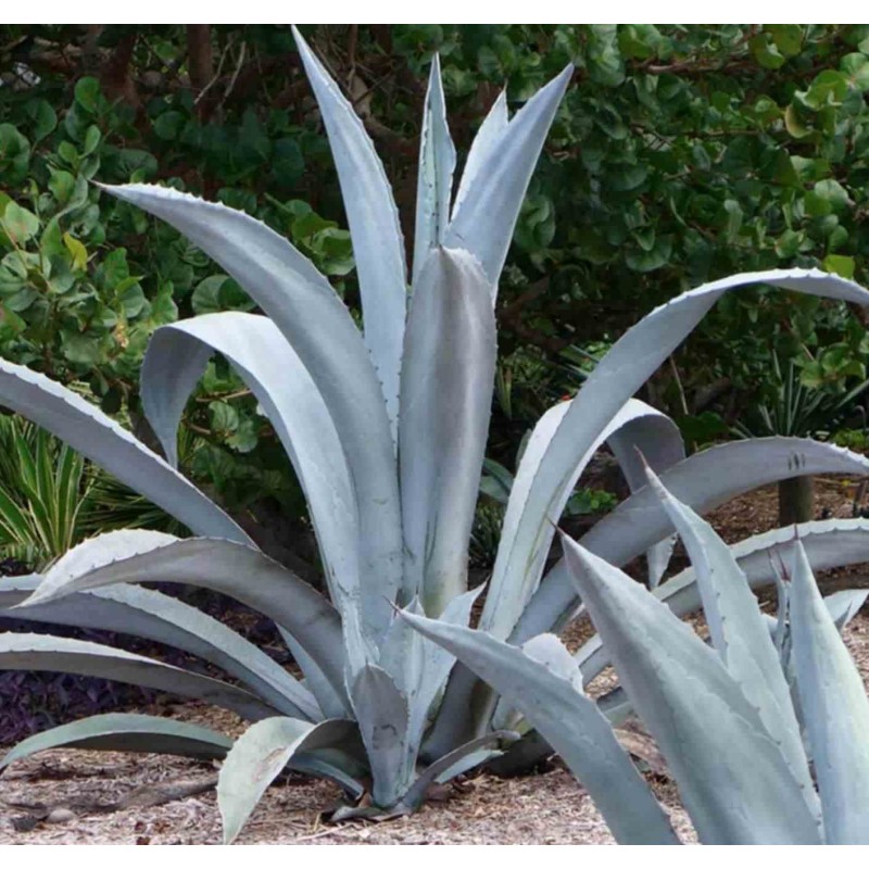 Agave franzosinii