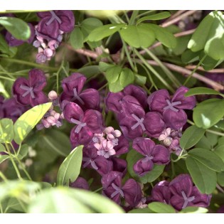 Akebia quinata (Vigne chocolat)