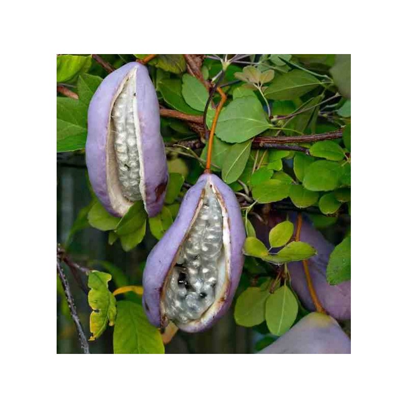 Akebia quinata (Vigne chocolat)