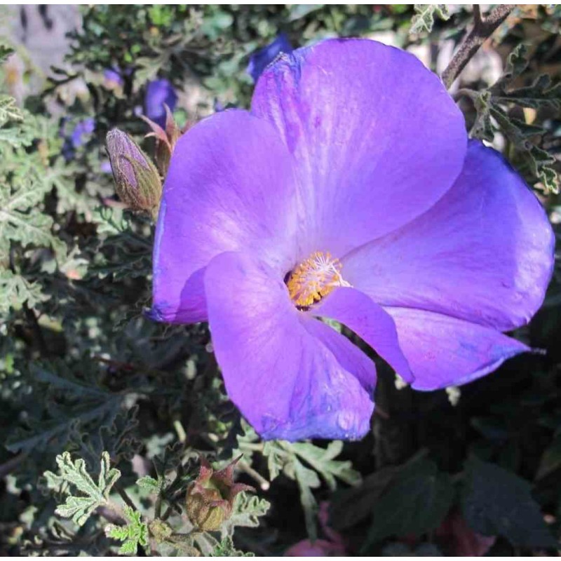 Alyogine huegelii var. Santa Cruz