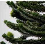 Araucaria araucana (syn. A. imbricata) : Désespoir du singe