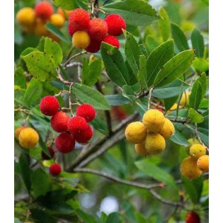 Arbousier unedo var. Rubra