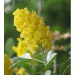 Argyrocytisus battandieri (Genêt Ananas)