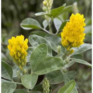 Argyrocytisus battandieri (Genêt Ananas)