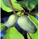 Asimina triloba (paw paw)