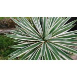 Agave augustifolia
