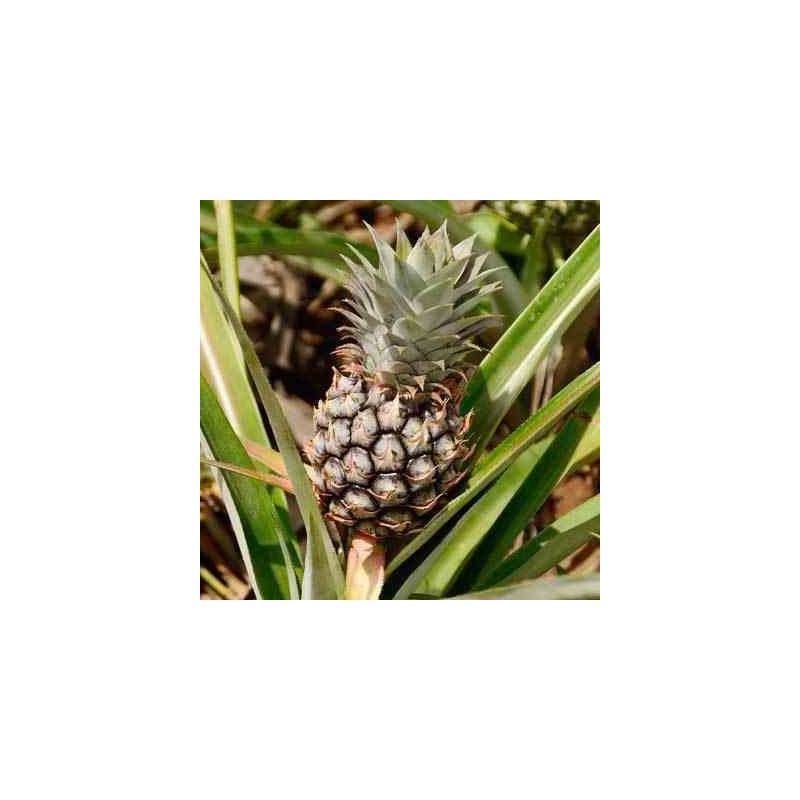Ananas Monte gold