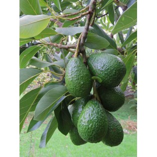 Avocatier : Persea americana greffé et cloné duke7