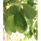 Avocatier : Persea americana var. Bacon (De greffe)