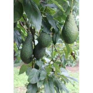 Avocatier : Persea americana var. pinkerton (De greffe)