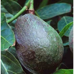 Avocatier : Persea americana var.topa topa (De greffe)