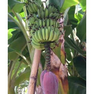 Bananier Musa acuminata cv. Super Dwarf Cavendish