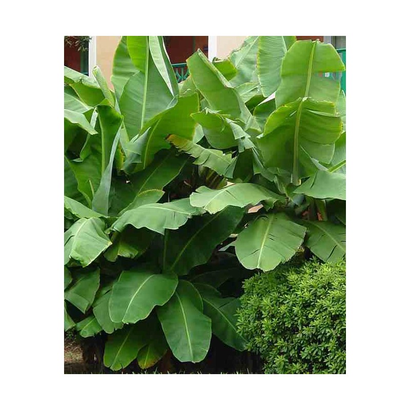Bananier Musa acuminata cv. Cavendish super nain