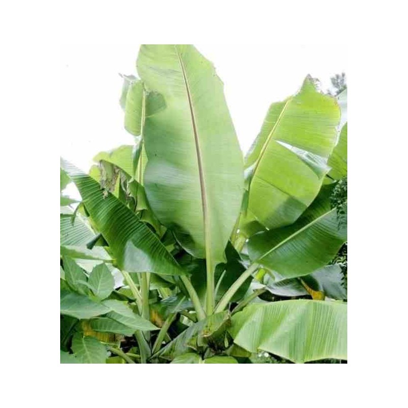Bananier Musa sikkimensis