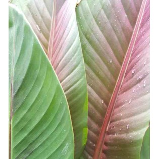 Bananier Musa sikkimensis