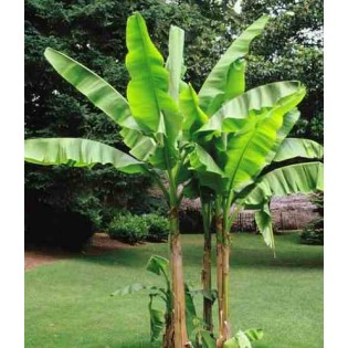 Musa basjoo Sakhaline (Bananier rustique)