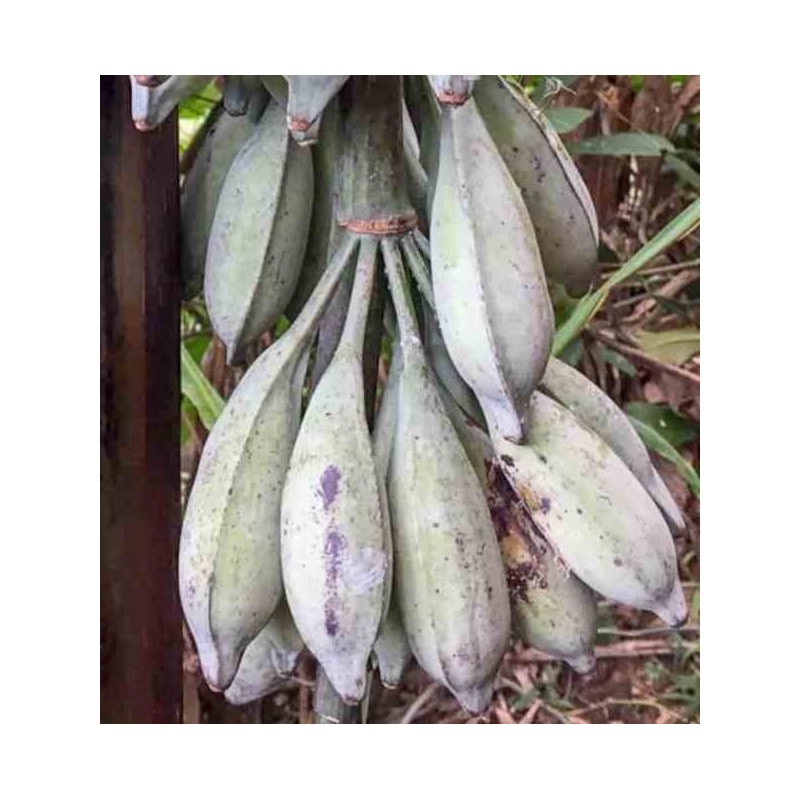 Musa nagensium (bananier à tronc violet)