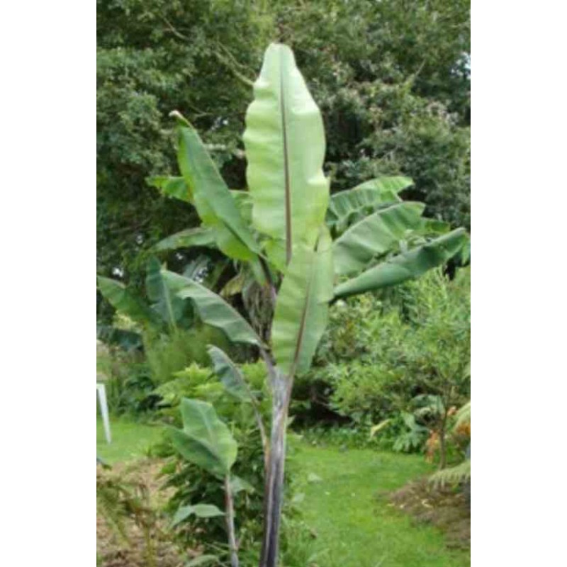 Musa nagensium (bananier à tronc violet)