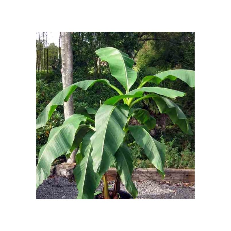 Musa dajiao (banane comestible)