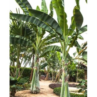 Ensète glaucum (Bananier des neiges)