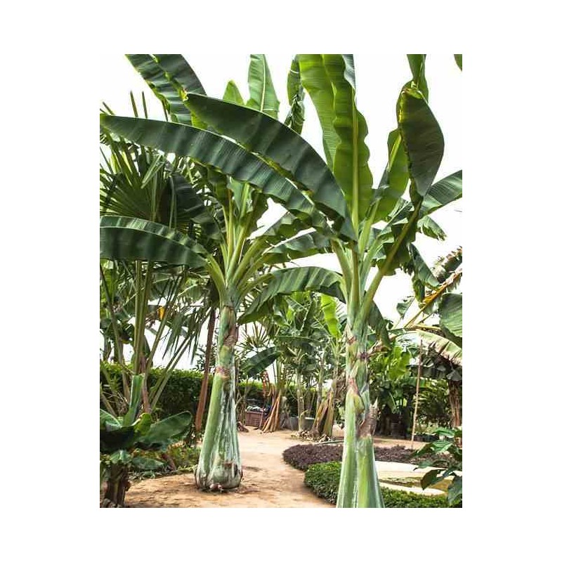Ensète glaucum (Bananier des neiges)