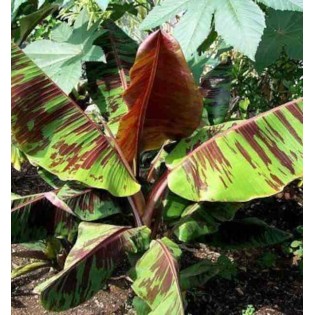 Bananier Musa sikkimensis cv. "tigre rouge" (manipour)