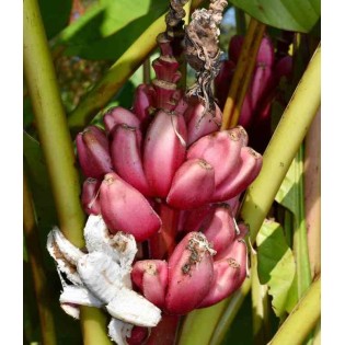 Bananier Musa velutina