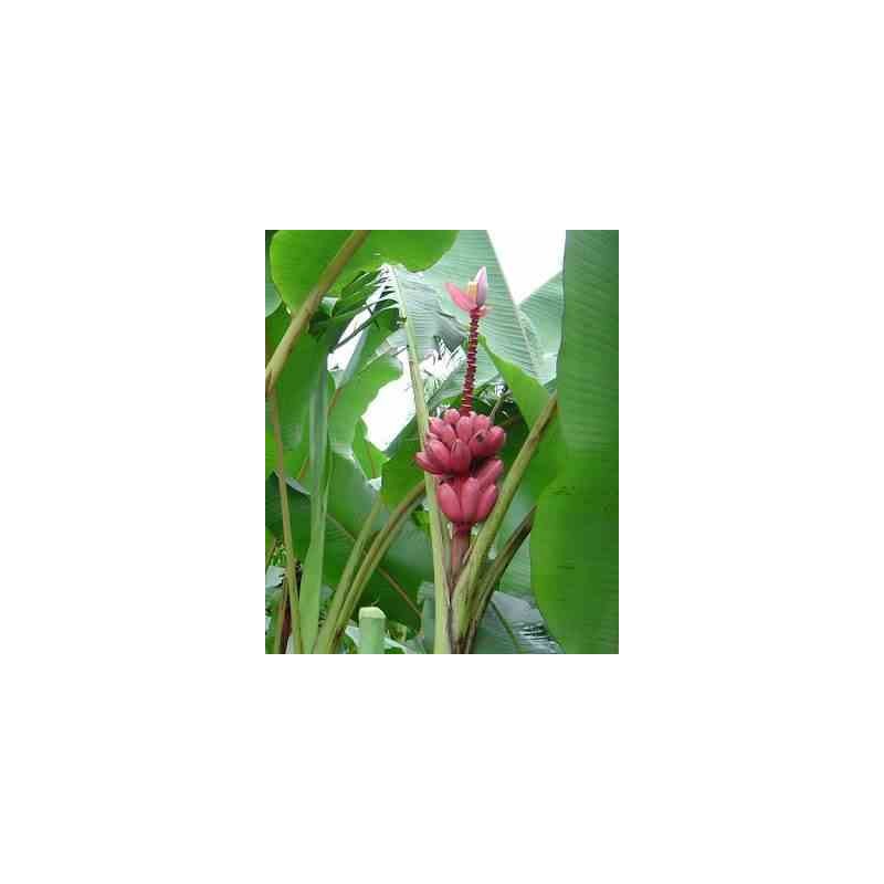 Bananier Musa velutina