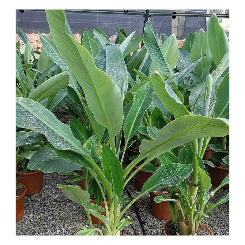 Musella lasiocarpa (bananier Lotus d'or)