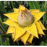 Musella lasiocarpa (bananier Lotus d'or)