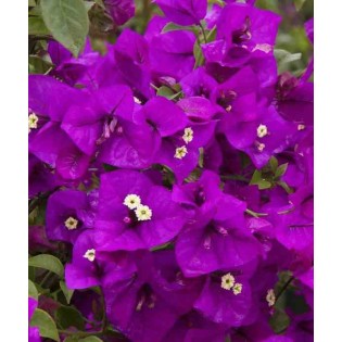 Bougainvillea glabra (bougainvillier)
