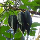 Carica pentagona (syn. Carica × heilbornii var. pentagona)