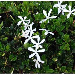 Carissa grandiflora : prunier du natal