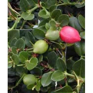 Carissa grandiflora : prunier du natal