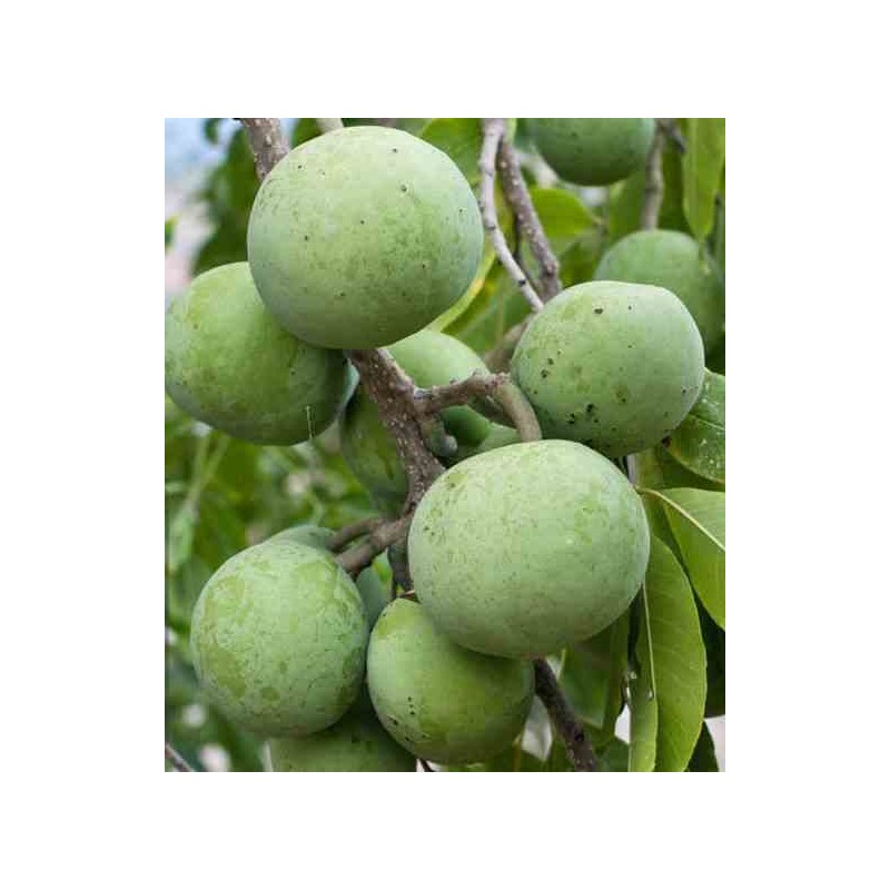 Casimiroa edulis (sapote blanche)