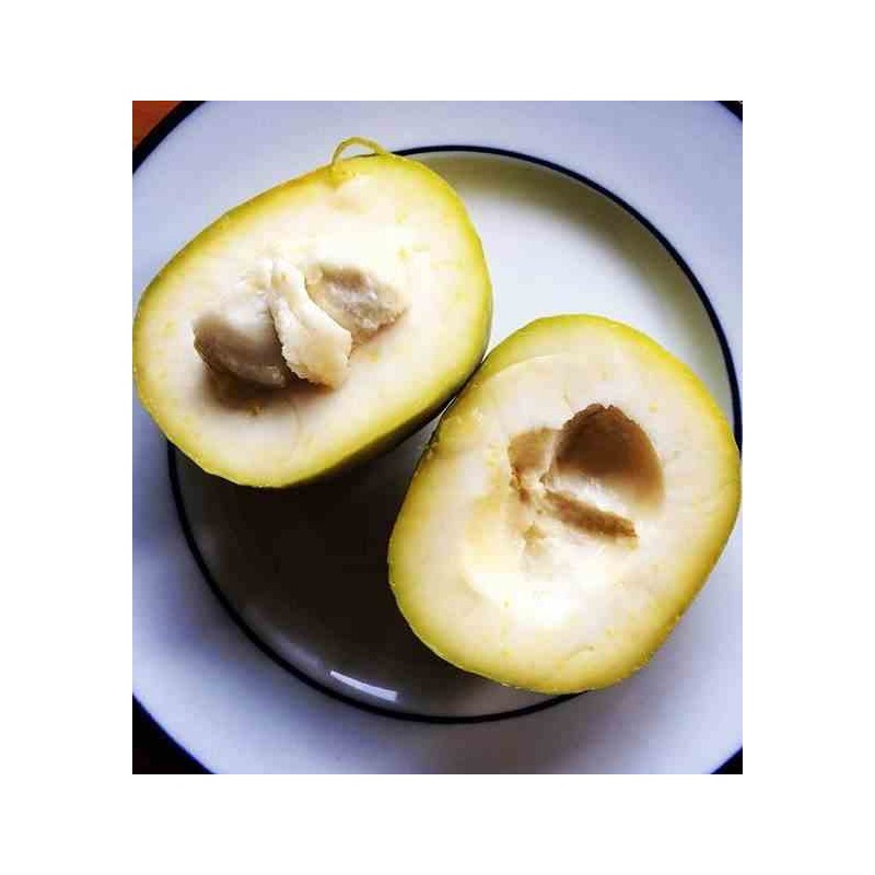 Casimiroa edulis (sapote blanche)