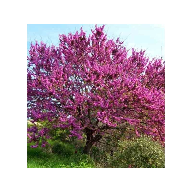 Cercis siliquastrum (arbre de judée)
