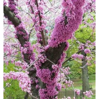 Cercis siliquastrum (arbre de judée)