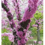 Cercis siliquastrum (arbre de judée)