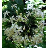 Cestrum nocturne