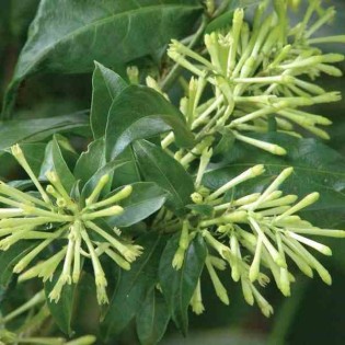 Cestrum nocturne