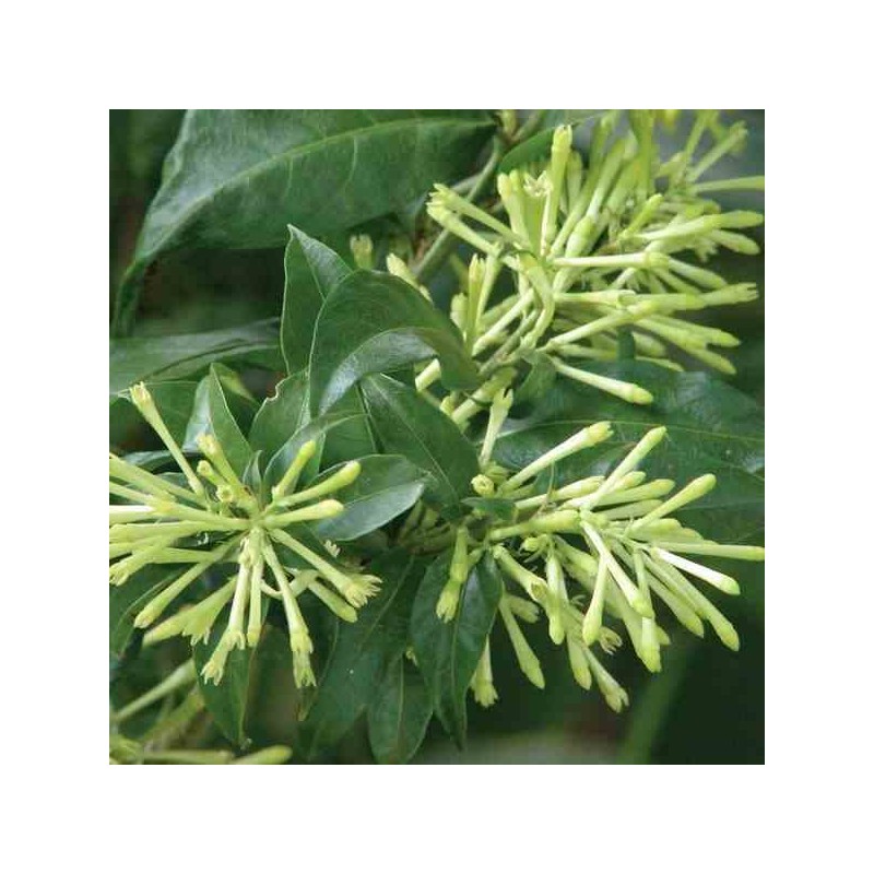 Cestrum nocturne