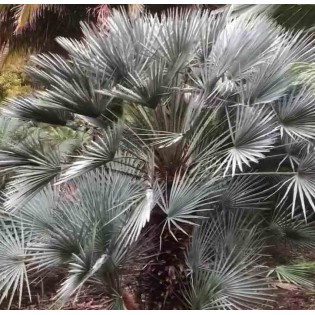 Chamaerops humilis var. cérifera
