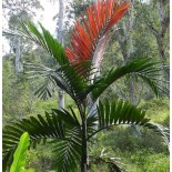 Chambeyronia macrocarpa