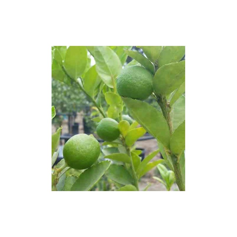 Citrus aurantifolia (citron vert)