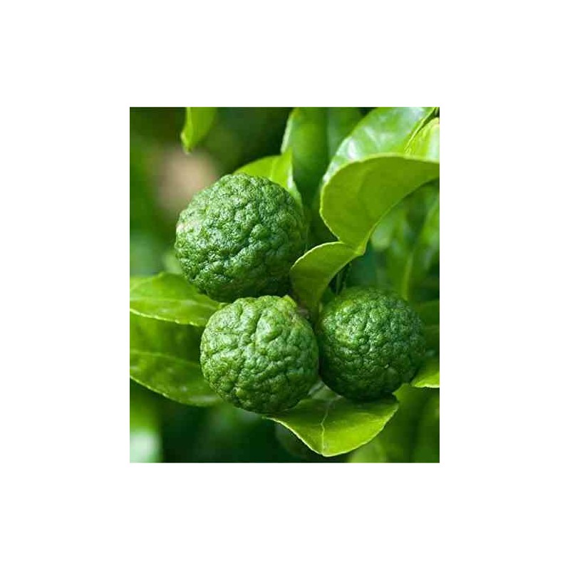 Hystrix des agrumes (Cumbava)