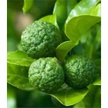 Hystrix des agrumes (Cumbava)