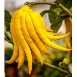 Citrus medica digitata (main de Bouddha)