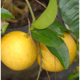 Citrus x paradisii (pamplemoussier)